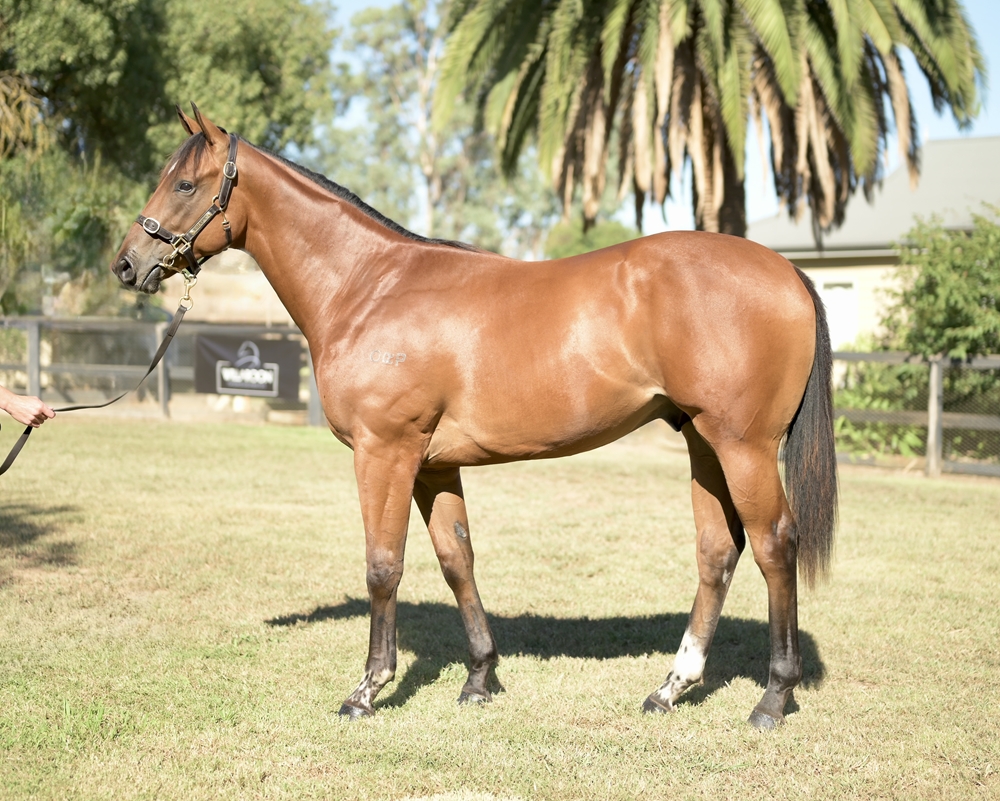 Brazen Beau (AUS) / Precisely (AUS) 2023 Colt - Image 1