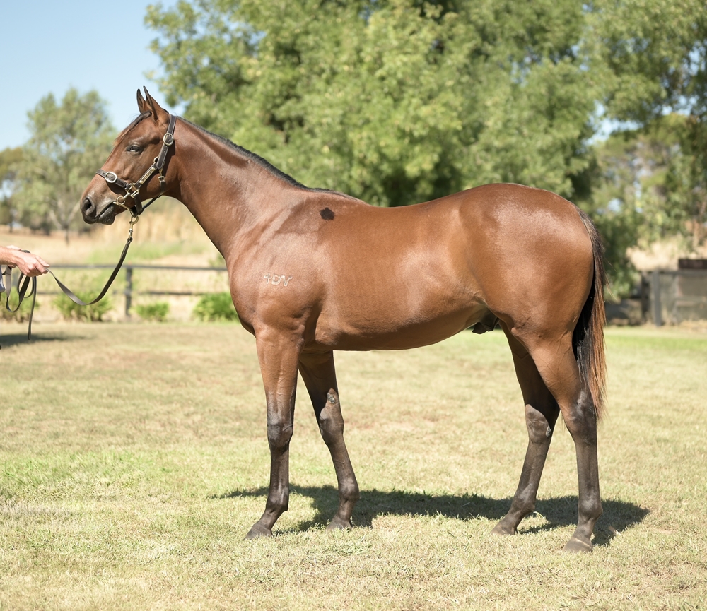 The Autumn Sun (AUS) / Shop Til I Drop (NZ) 2023 Colt - Image 1
