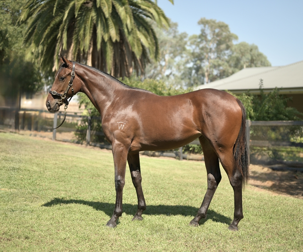 Rebel Dane (AUS) / Vainglorious (AUS) 2023 Filly - Image 1