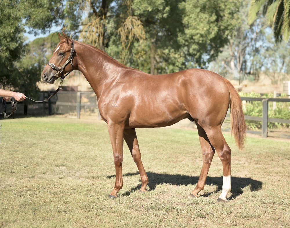 St Mark's Basilica (FR) / Zhaojun (AUS) 2023 Colt - Image 1