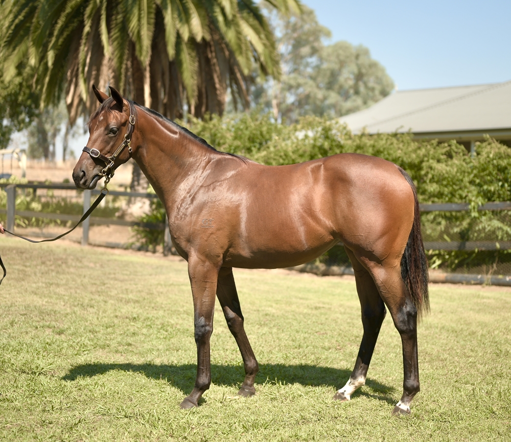 Zousain (AUS) / Estrado (AUS) 2023 Filly - Image 1