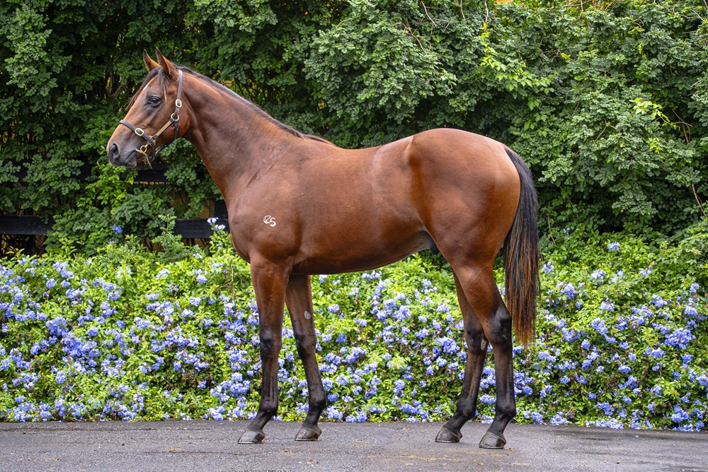 Divine Prophet (AUS) / Exceed Battle (AUS) 2023 Colt - Image 1
