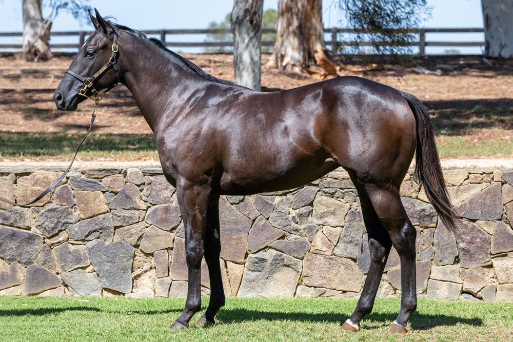 I Am Immortal (AUS) / Tickets to Kiss (AUS) 2023 Filly - Image 1