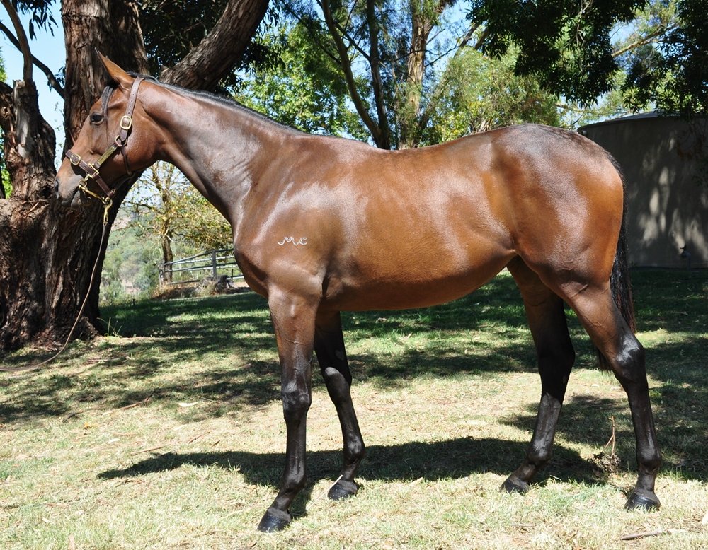 Doubtland (AUS) / Zaraya Rose (AUS) 2023 Filly - Image 1
