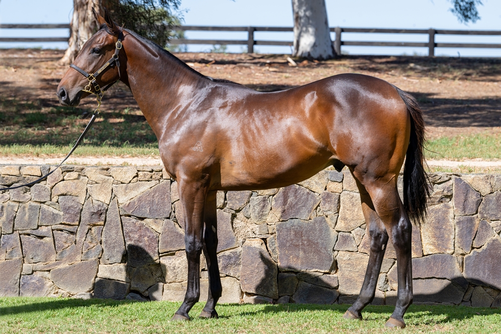 North Pacific (AUS) / Miss Ostentatious (AUS) 2023 Colt - Image 1