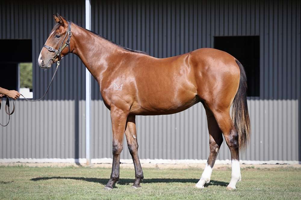Bivouac (AUS) / Raneen (NZ) 2023 Colt - Image 1