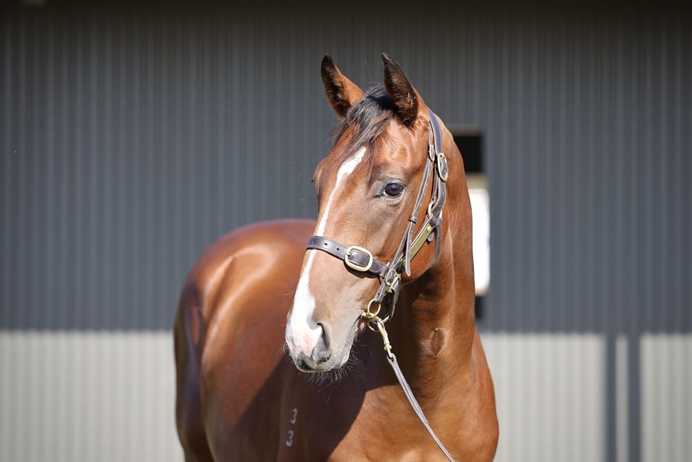 Bivouac (AUS) / Raneen (NZ) 2023 Colt - Image 2