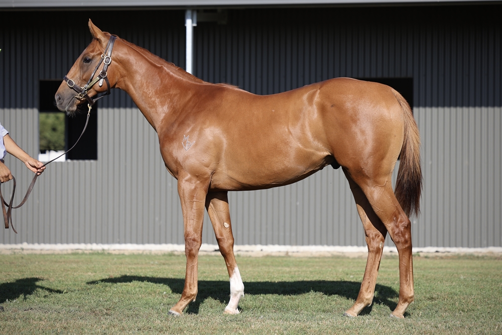 Star Turn (AUS) / Sweet Little Lies (AUS) 2023 Colt - Image 1