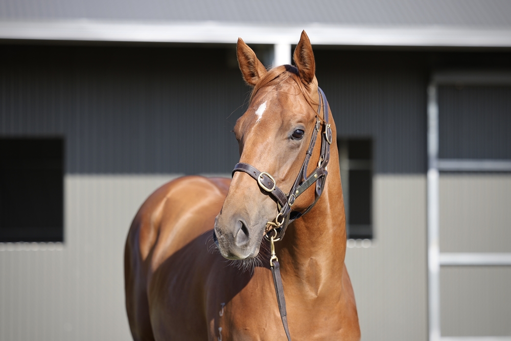 Star Turn (AUS) / Sweet Little Lies (AUS) 2023 Colt - Image 2