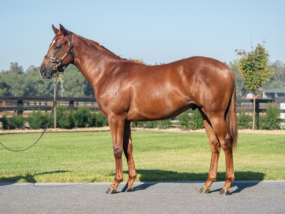 Tagaloa (AUS) / Miss Sentimental (NZ) 2023 Colt - Image 1