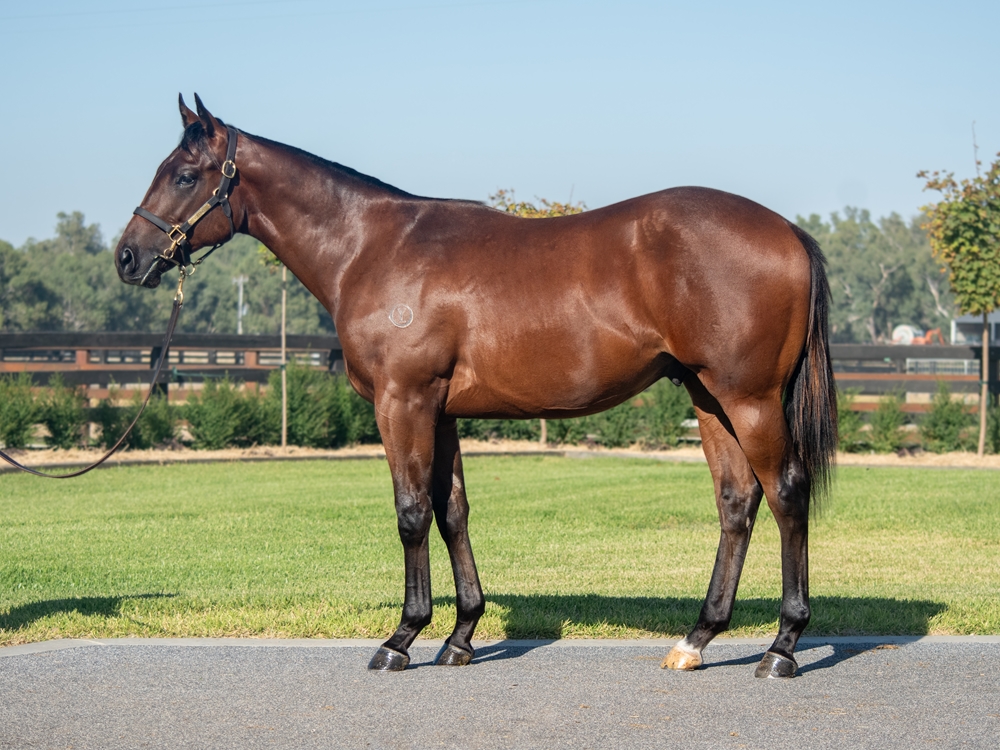 Yes Yes Yes (AUS) / Night Call (AUS) 2023 Colt - Image 1