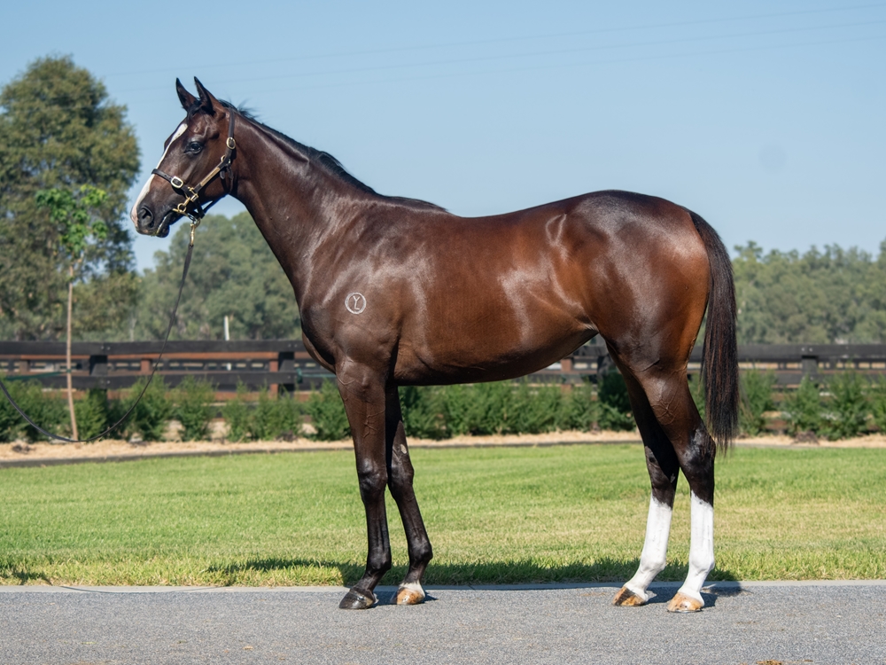 Grunt (NZ) / Our Filly (AUS) 2023 Filly - Image 1