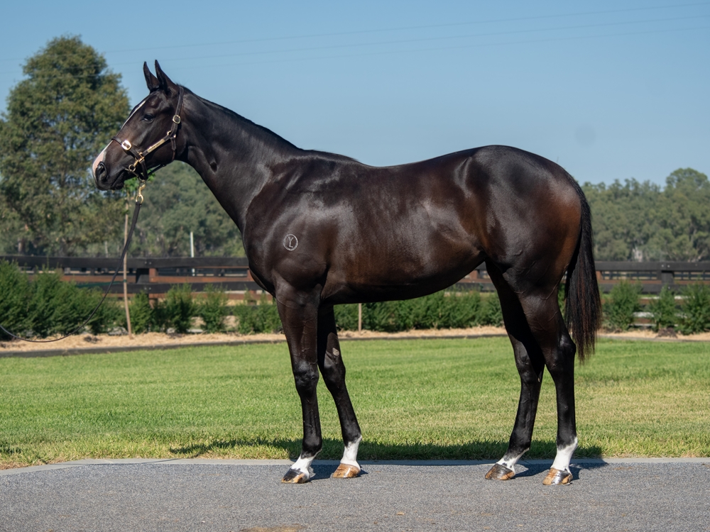 Written Tycoon (AUS) / Rise Over Cloud (IRE) 2023 Filly - Image 1