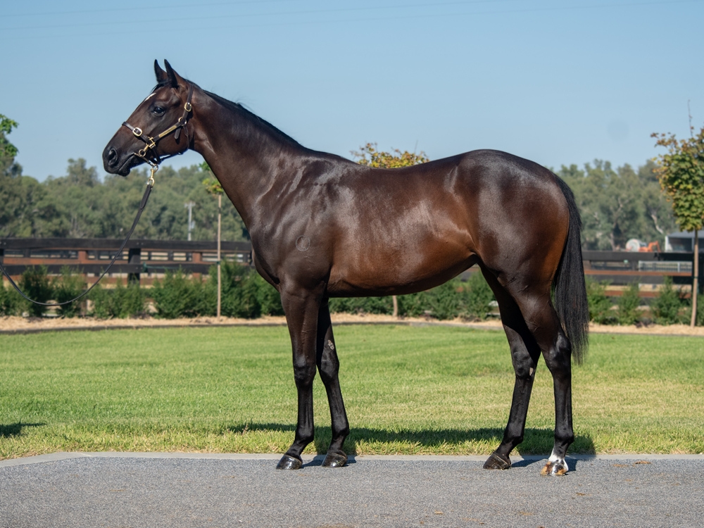Bivouac (AUS) / Written Dash (AUS) 2023 Filly - Image 1