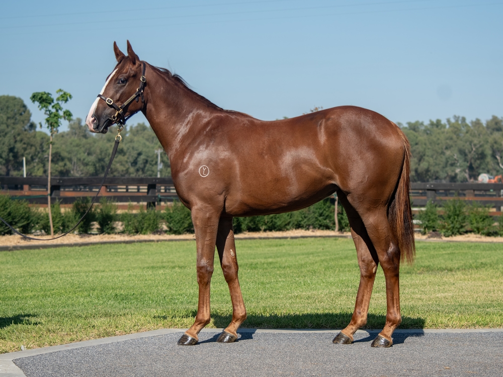Tagaloa (AUS) / Zoupino (AUS) 2023 Filly - Image 1