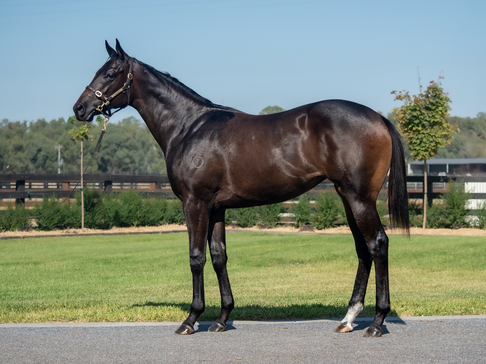 Lucky Vega (IRE) / Amazing Pier (AUS) 2023 Filly - Image 1