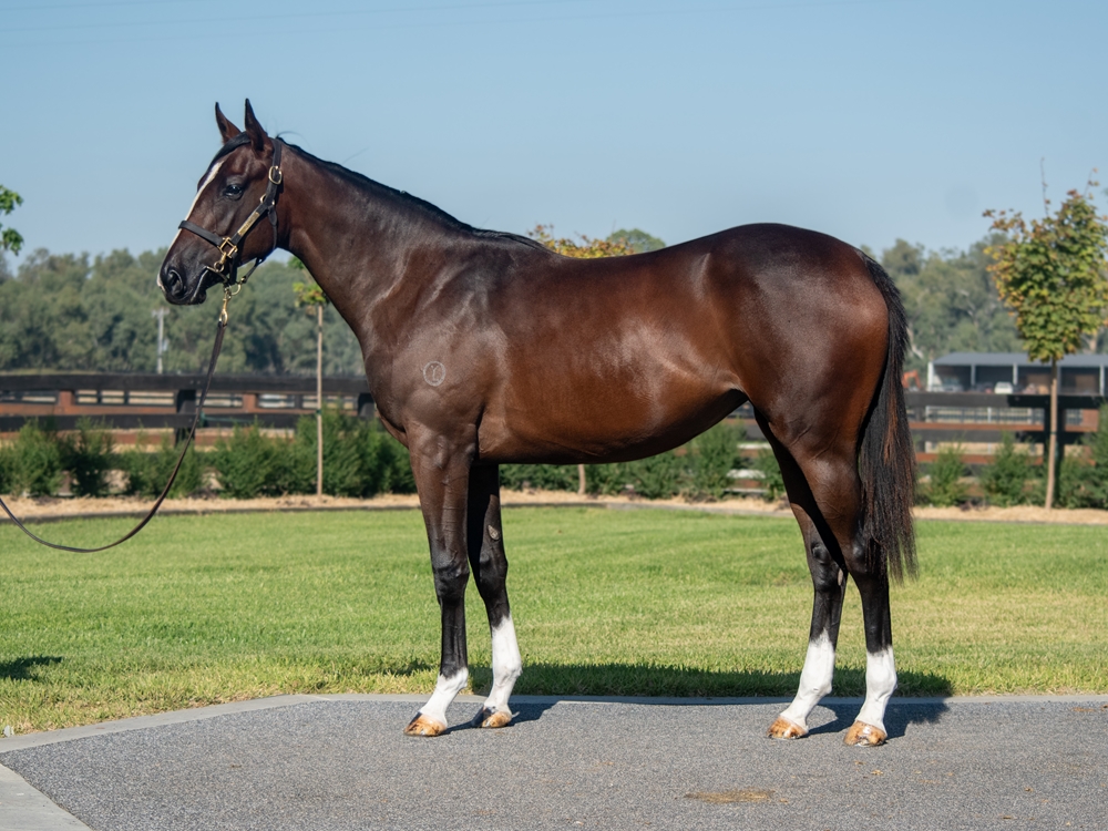 Written Tycoon (AUS) / Bidding War (AUS) 2023 Filly - Image 1