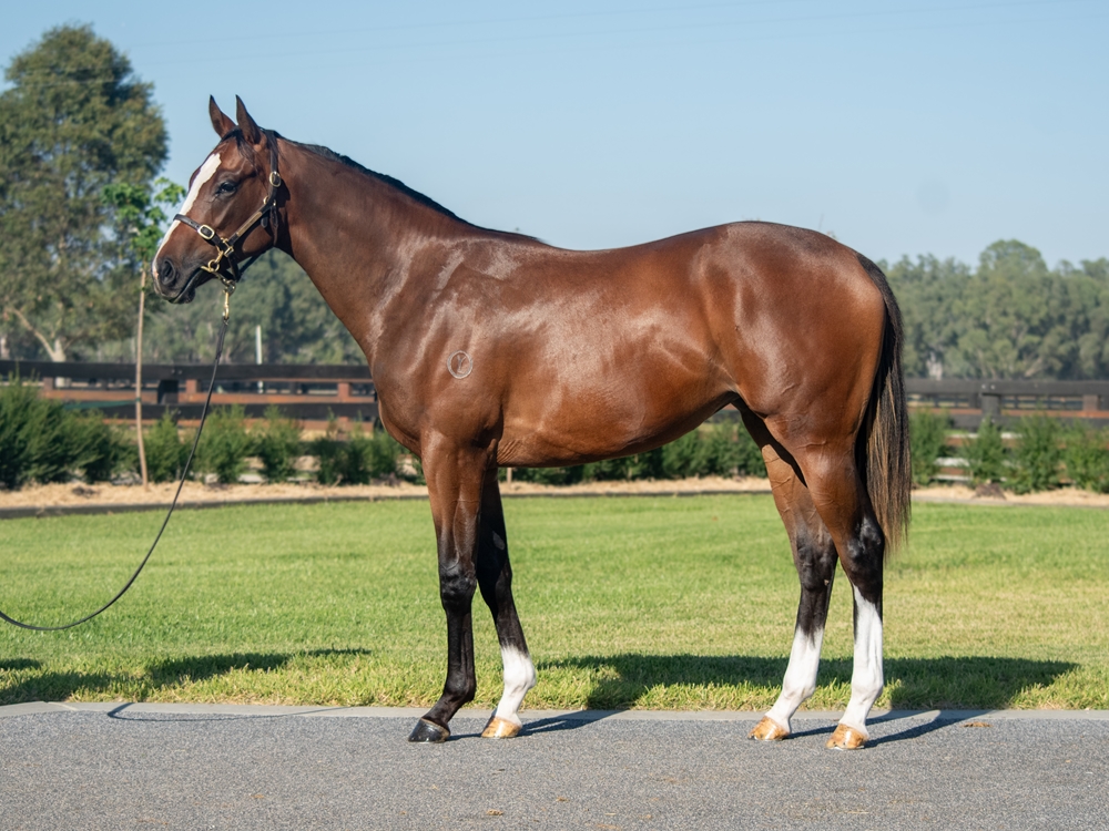 Alabama Express (AUS) / Dundeel Star (AUS) 2023 Filly - Image 1