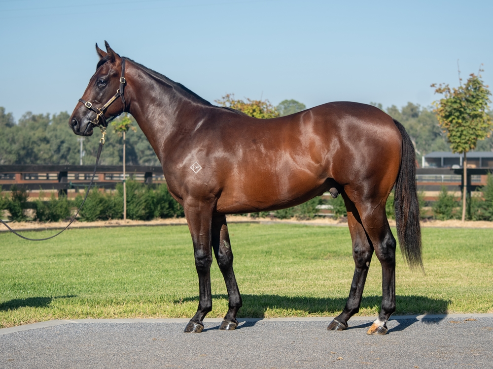 North Pacific (AUS) / Karaoke Queen (AUS) 2023 Colt - Image 1