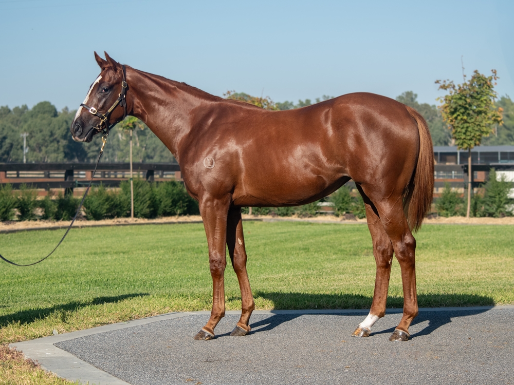 Lucky Vega (IRE) / Limerick Flame (AUS) 2023 Filly - Image 1