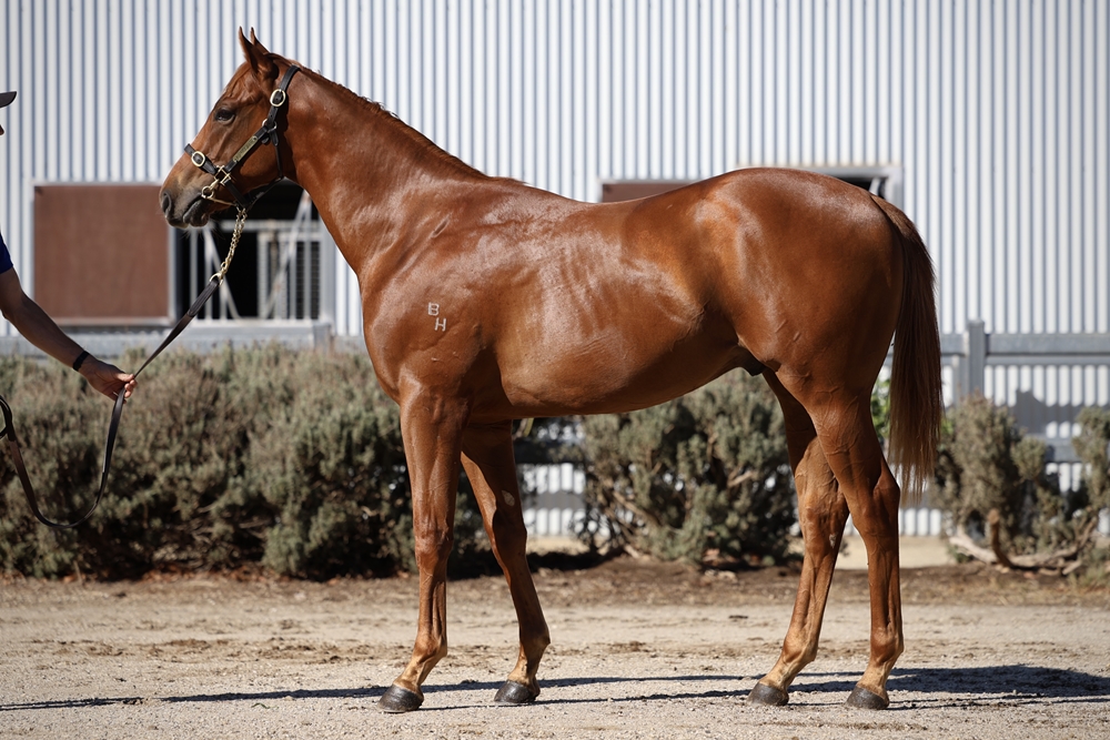 Hanseatic (AUS) / Ray's Dream (AUS) 2023 Colt - Image 1