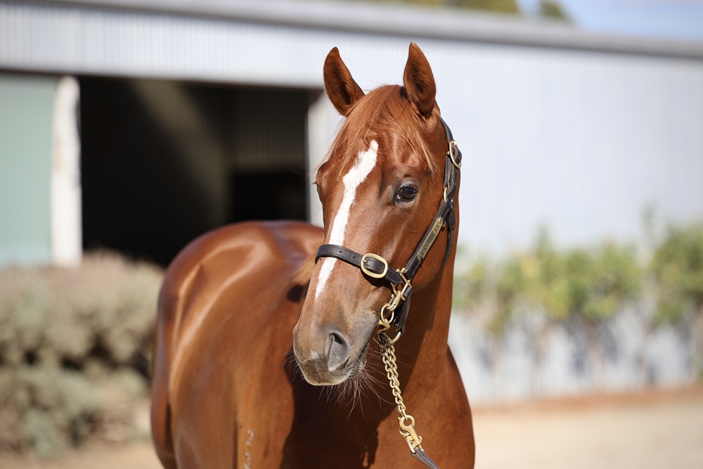Hanseatic (AUS) / Ray's Dream (AUS) 2023 Colt - Image 2