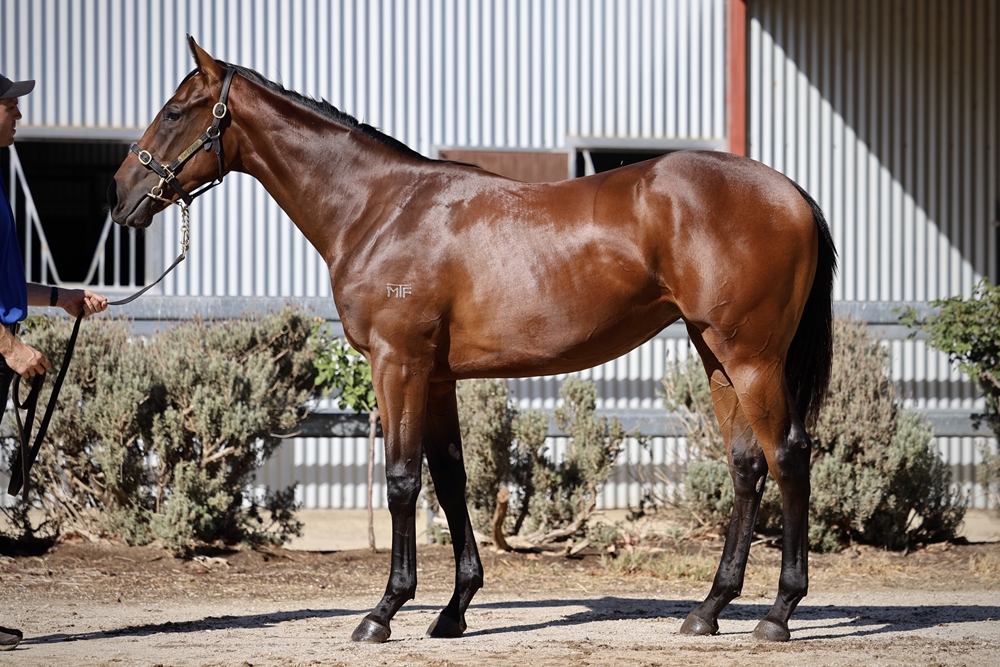 Astern (AUS) / Aroha Cat (AUS) 2023 Filly - Image 1