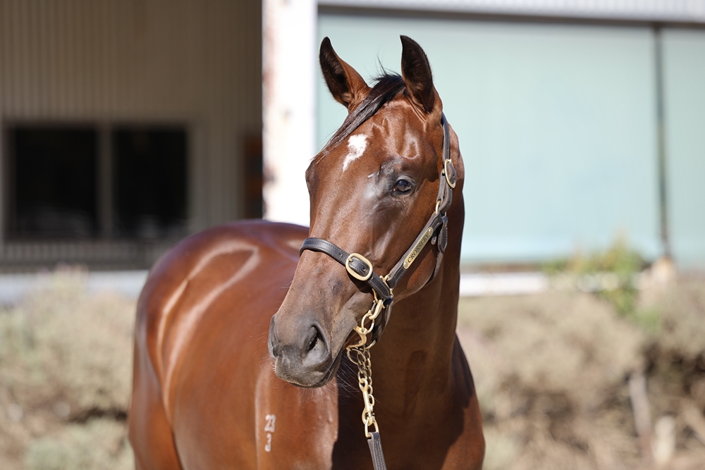 Astern (AUS) / Aroha Cat (AUS) 2023 Filly - Image 2