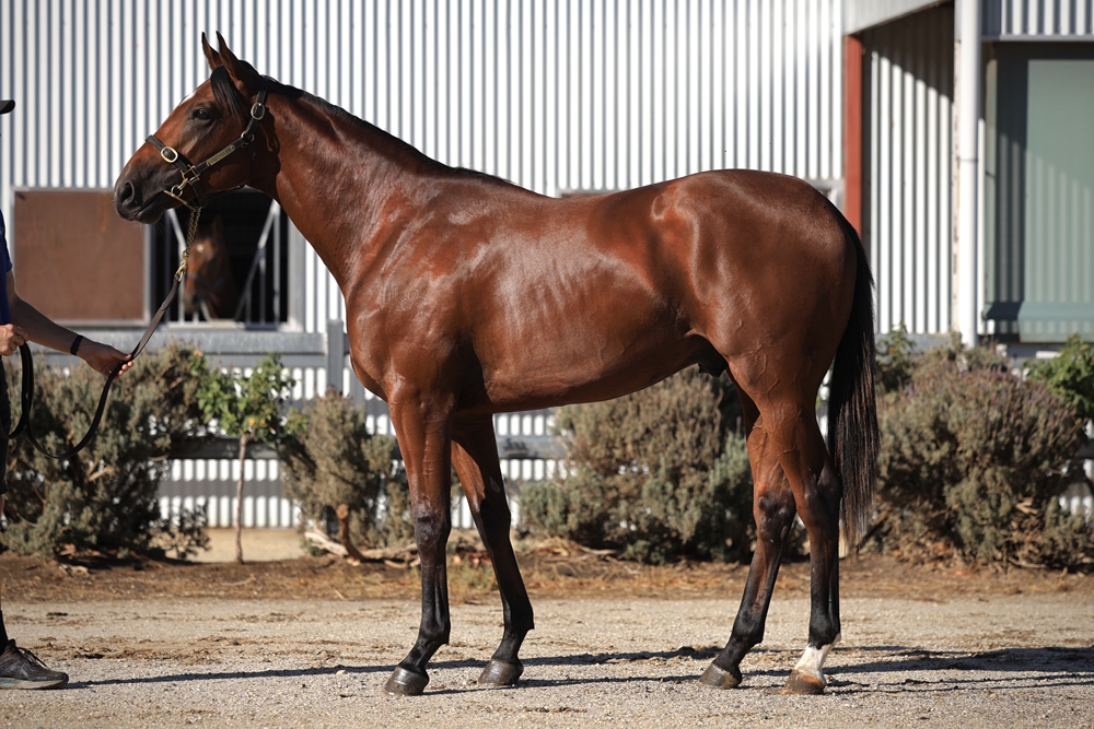 Tiger of Malay (AUS) / Chandana (AUS) 2023 Colt - Image 1