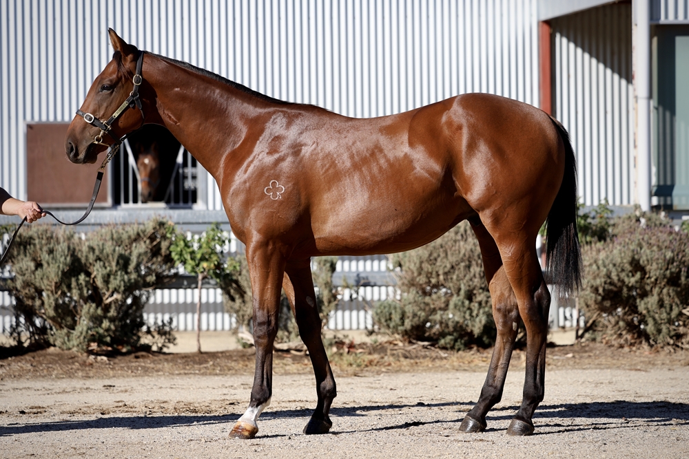 Astern (AUS) / Fleur Fatale (AUS) 2023 Colt - Image 1