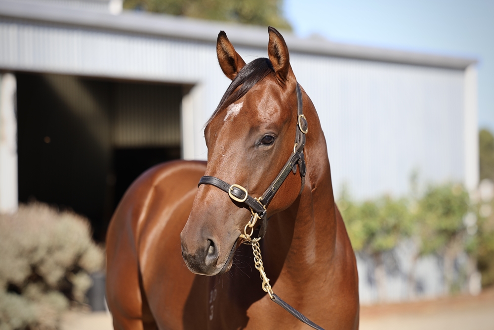 Astern (AUS) / Fleur Fatale (AUS) 2023 Colt - Image 2