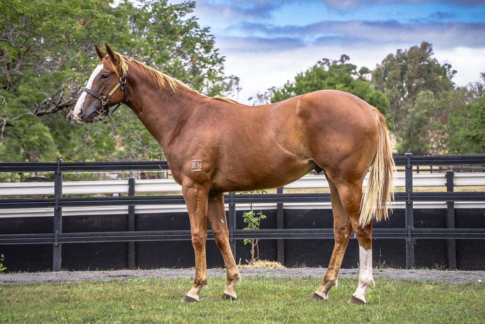 Anders (AUS) / Vee (AUS) 2023 Colt - Image 1