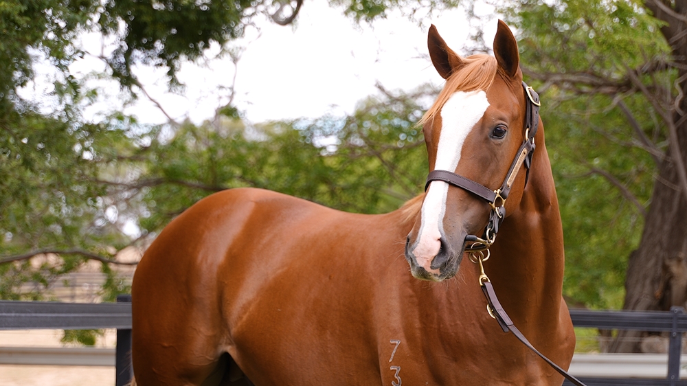 Anders (AUS) / Vee (AUS) 2023 Colt - Image 2