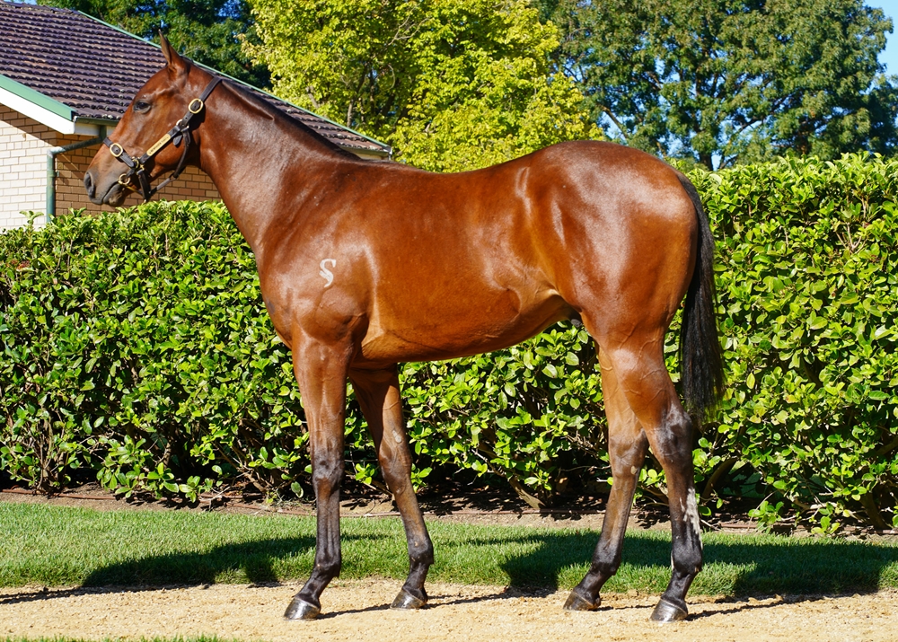 Fierce Impact (JPN) / Outlaw Miss (AUS) 2023 Colt - Image 1