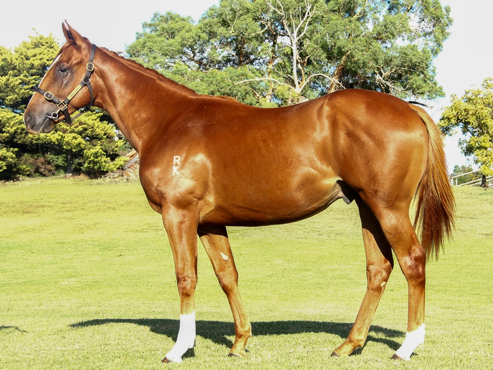 The Autumn Sun (AUS) / Rainy Day (AUS) 2023 Colt - Image 1