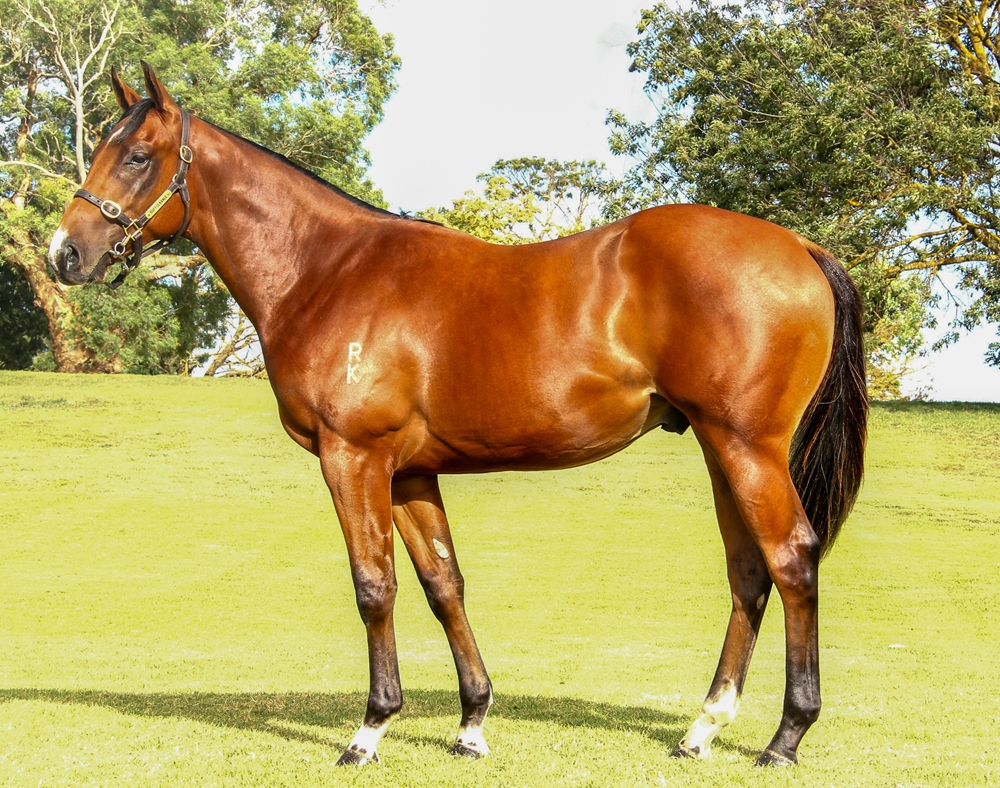 Cool Aza Beel (NZ) / Shadowbrook Lass (AUS) 2023 Colt - Image 1