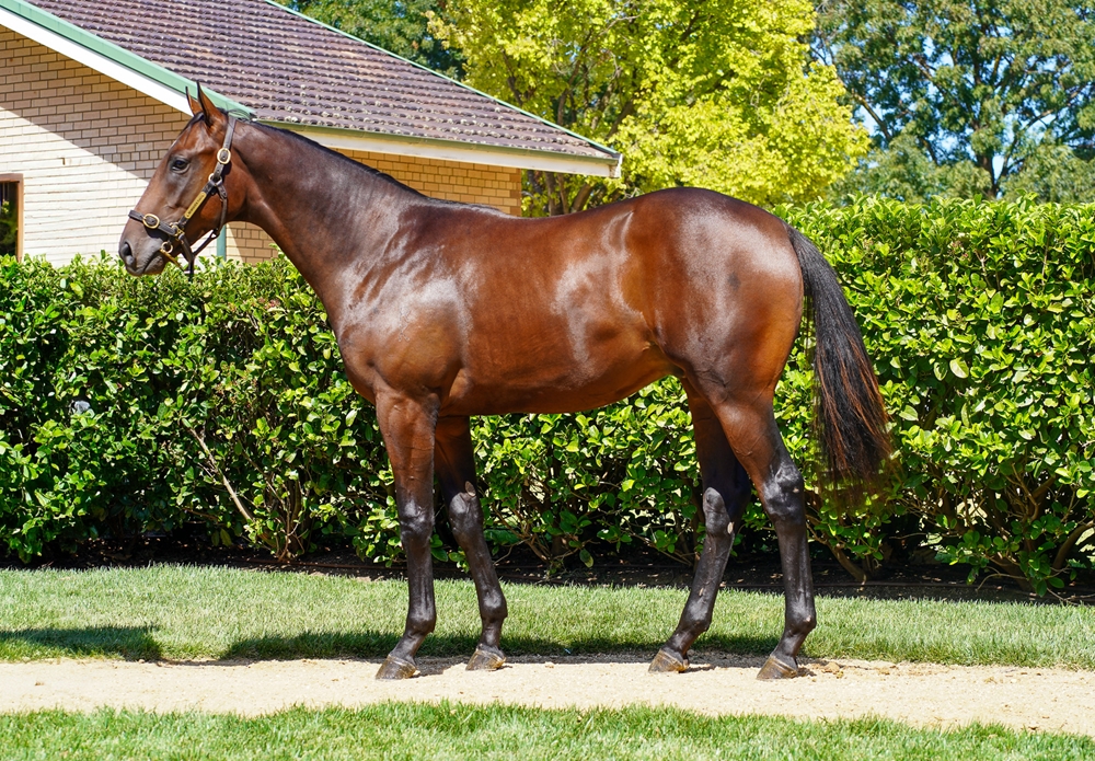 Cool Aza Beel (NZ) / It's Game On (AUS) 2023 Colt - Image 1