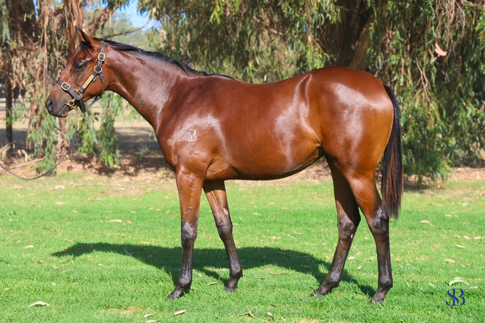 Tagaloa (AUS) / Sun Melody (AUS) 2023 Filly - Image 1