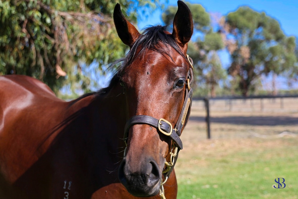 Tagaloa (AUS) / Sun Melody (AUS) 2023 Filly - Image 2