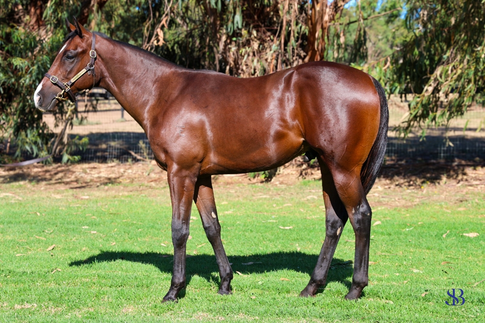 Toronado (IRE) / Gilded (AUS) 2023 Colt - Image 1