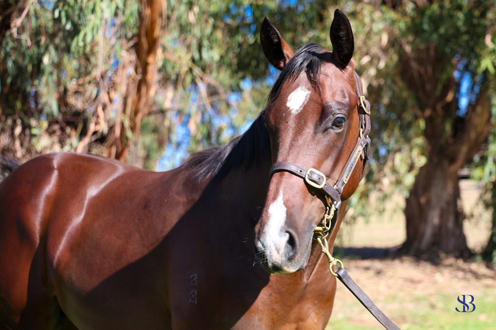 Toronado (IRE) / Gilded (AUS) 2023 Colt - Image 2