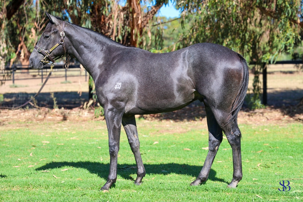 D'Argento (AUS) / Lacey Lonhbreak (AUS) 2023 Colt - Image 1