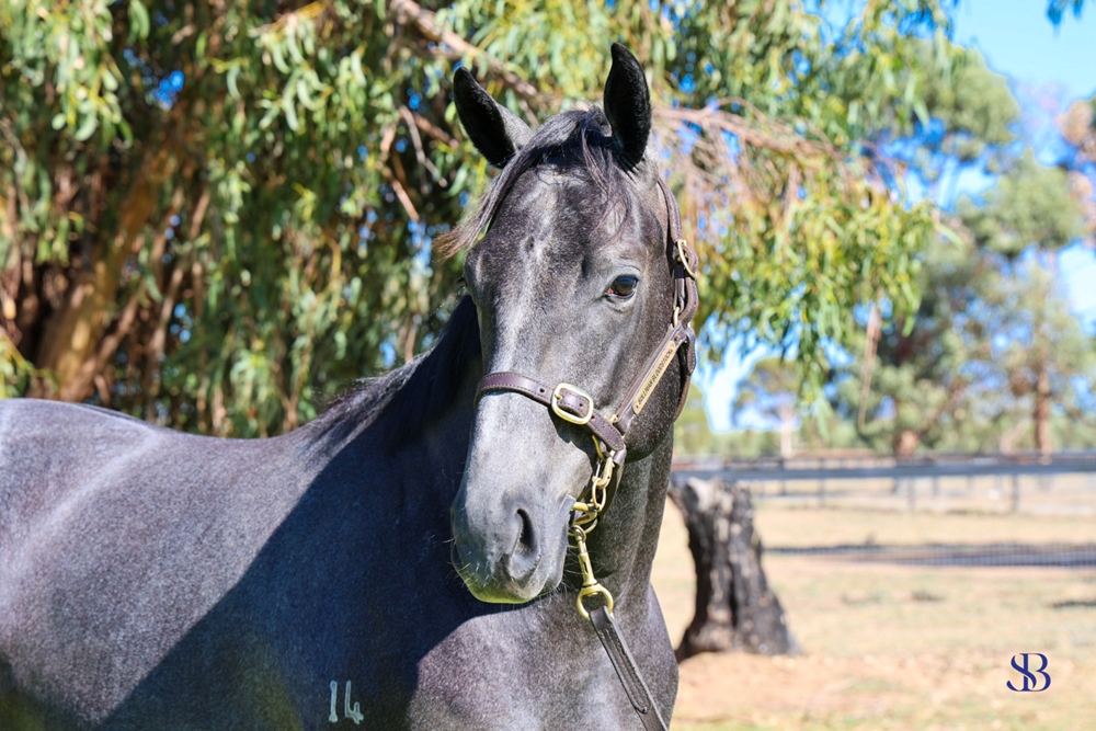 D'Argento (AUS) / Lacey Lonhbreak (AUS) 2023 Colt - Image 2