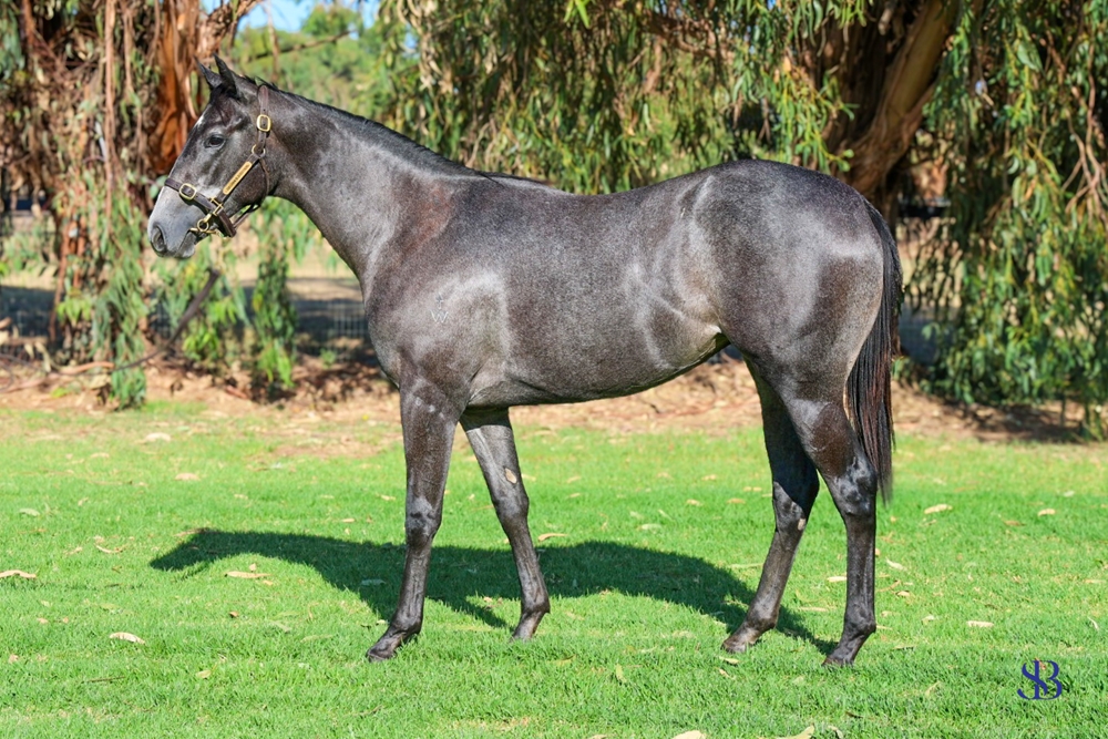 Nicconi (AUS) / Leaven of Malice (AUS) 2023 Filly - Image 1