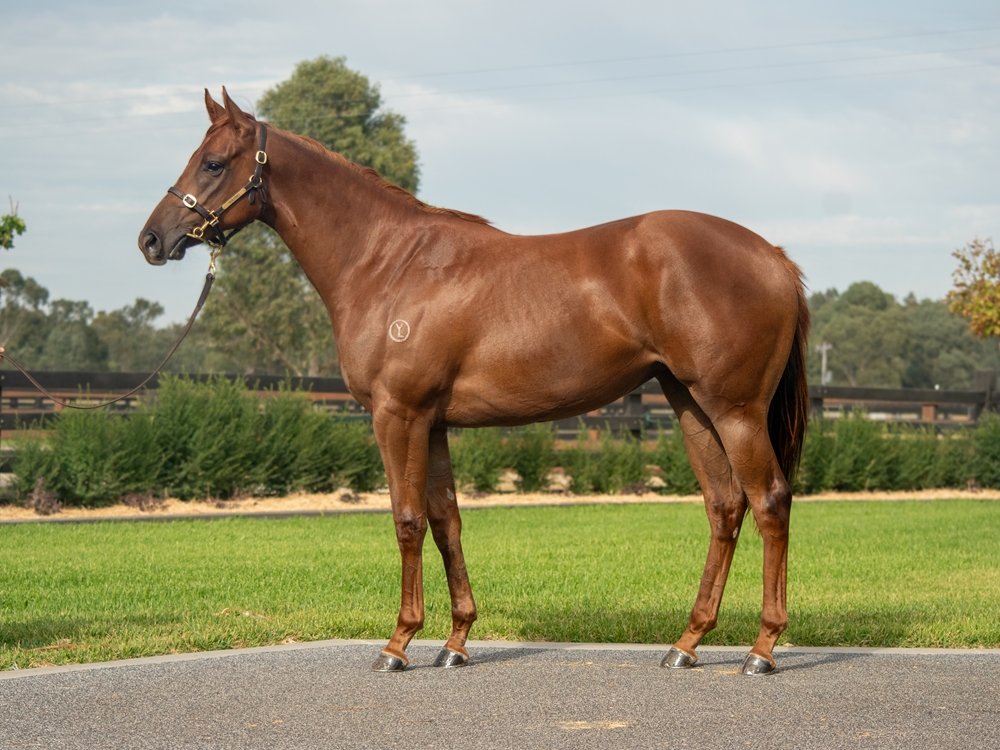 Captivant (AUS) / Military Magic (AUS) 2023 Filly - Image 1