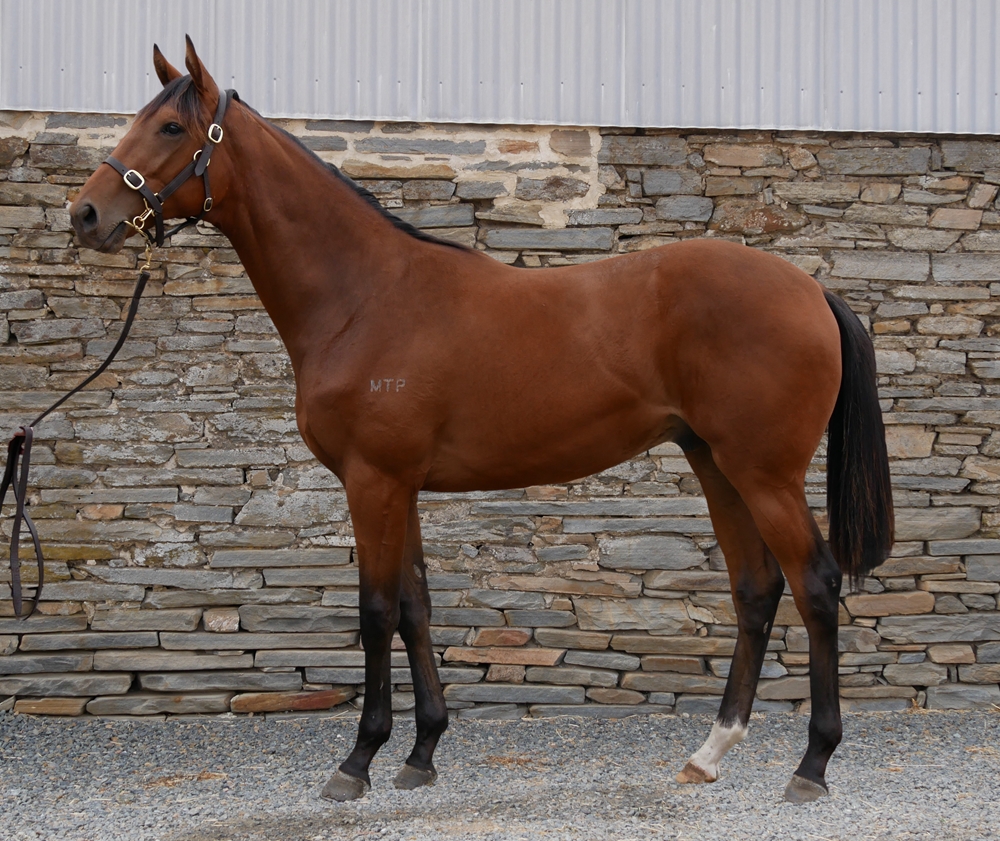 The Autumn Sun (AUS) / Fleet of Foot (AUS) 2023 G - Image 1