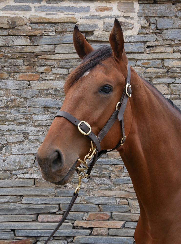 The Autumn Sun (AUS) / Fleet of Foot (AUS) 2023 G - Image 2