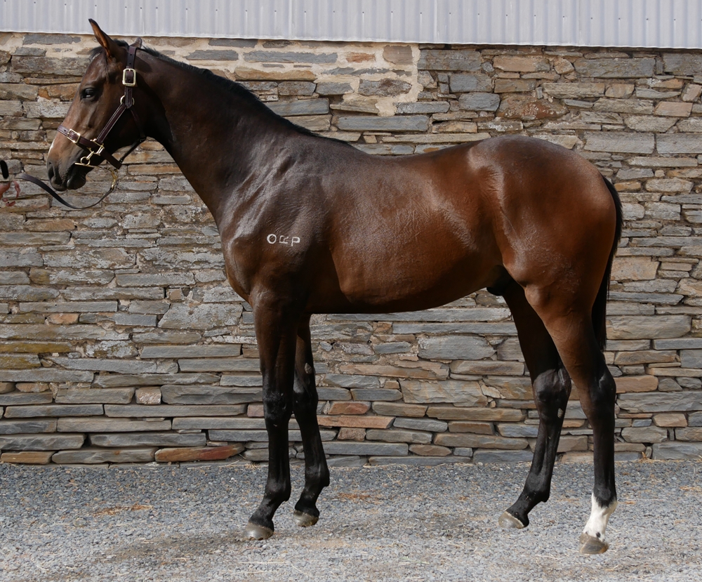 Rebel Dane (AUS) / Lady Invincible (AUS) 2023 Colt - Image 1