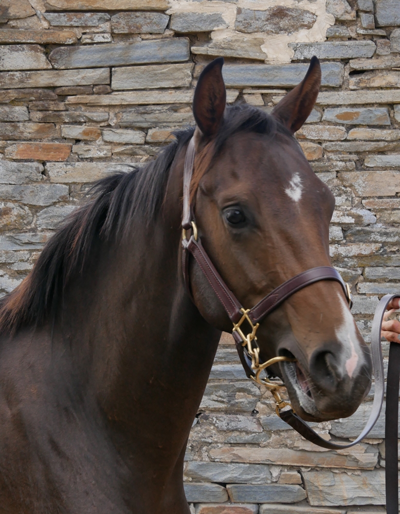 Rebel Dane (AUS) / Lady Invincible (AUS) 2023 Colt - Image 2