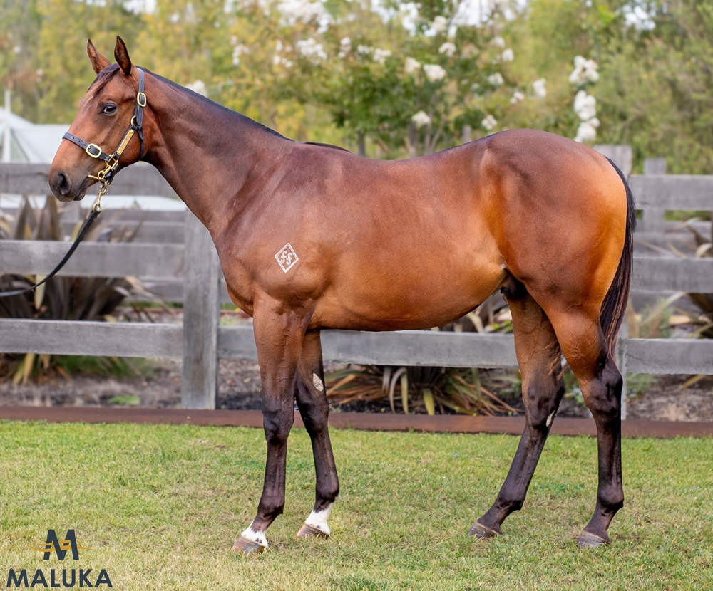 Captivant (AUS) / Tiger Eyes (AUS) 2023 Colt - Image 1